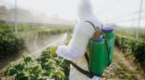 Pesticides à risques, 50 % de fruits et légumes contaminés – Le temps n’est plus au laxisme avec les pesticides !